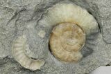 Two Fossil Ammonites (Promicroceras) - Lyme Regis #351282-2